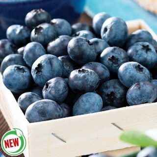 Polaris Blueberry Thumbnail